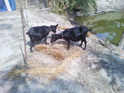 Sample image from Goat Image