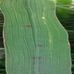 Sample image from Rice Disease