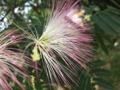 Sample image from Urban Street: Flower Classification