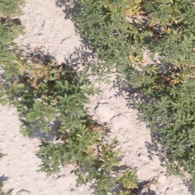 Sample image from Potato Plants Images