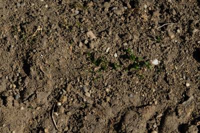 Sample image from Perrenial Plants Detection
