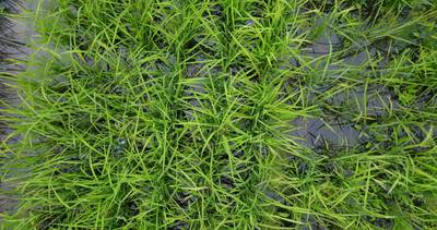 Sample image from Paddy Rice Imagery