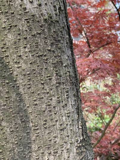 Sample image from Urban Street: Trunk