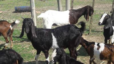 Sample image from Goat Image