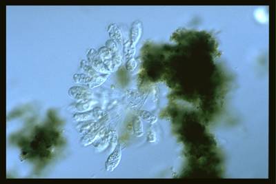 Sample image from EMDS-6