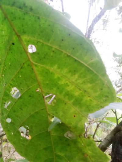 Sample image from KaraAgro AI Cocoa