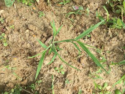 Sample image from CottonWeedDet3