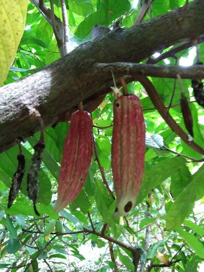 Sample image from Cocoa Diseases