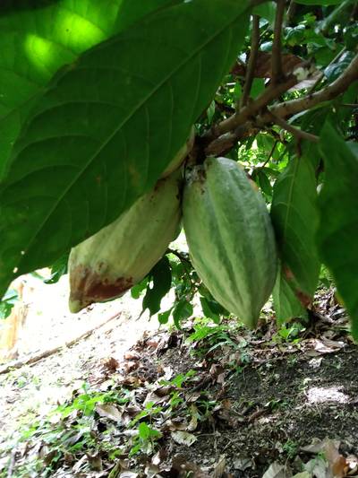 Sample image from Cocoa Diseases
