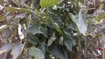 Sample image from Sweet Pepper