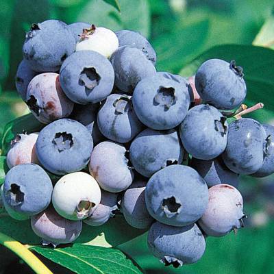 Sample image from deepNIR Fruit Detection