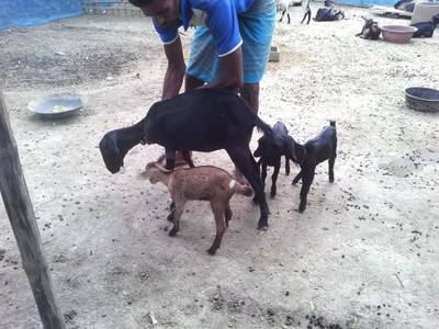 Sample image from Goat Image