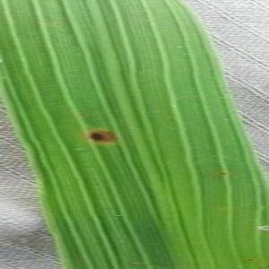 Sample image from Rice Disease