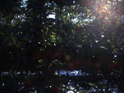 Sample image from Apple Dataset Benchmark from Orchard Environment