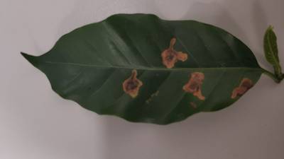 Sample image from Rust and Leaf Miner in Coffee Crop