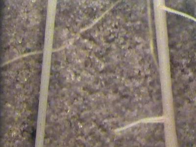 Sample image from PRMI