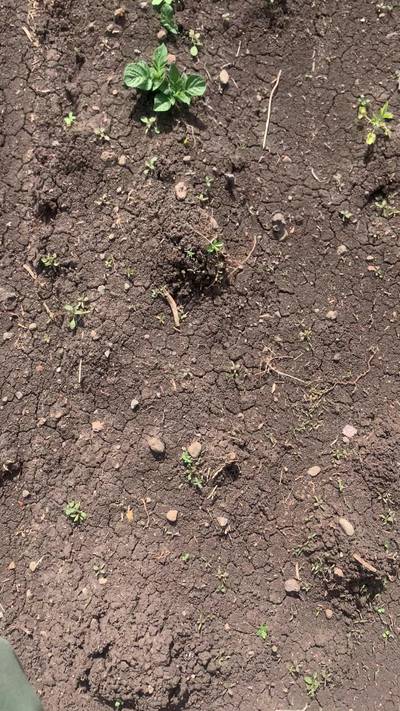 Sample image from Supervisely Potatoes