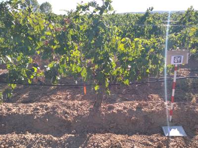 Sample image from AI4Agriculture Grape Dataset
