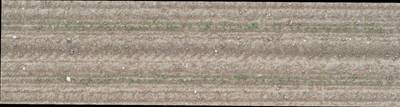 Sample image from Plant Detection and Counting
