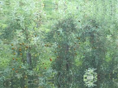 Sample image from Simulated-Orchards