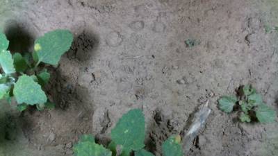 Sample image from Dataset of Annotated Food Crops and Weed Images