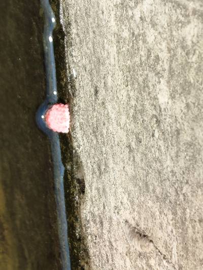 Sample image from Pink-Eggs Dataset V1