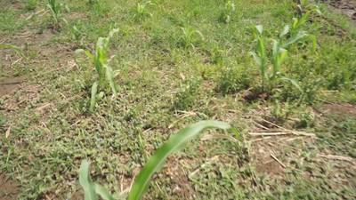 Sample image from Maize-Weed Image