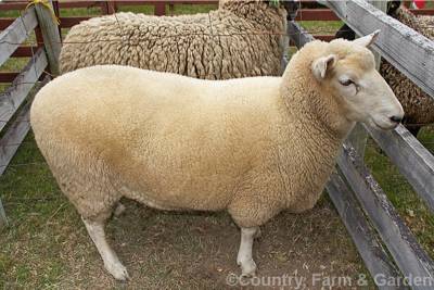 Sample image from Sheep Detection