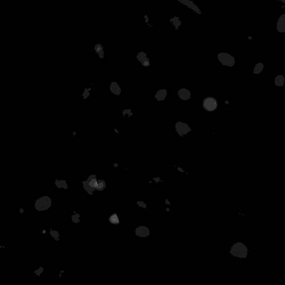 Sample image from Annotated Quantitative Phase Microscopy Cell
