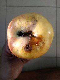 Sample image from FruitNet and FruitBox Dataset