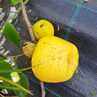 Sample image from QuinceSet