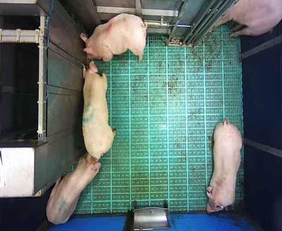 Sample image from Automatic Monitoring of Pigs