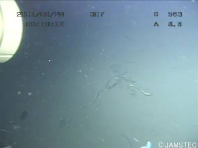 Sample image from Trash-ICRA19