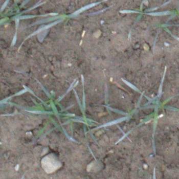 Sample image from EWS