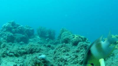 Sample image from DeepFish