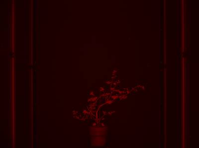 Sample image from CosegPP
