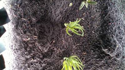 Sample image from Dataset of Annotated Food Crops and Weed Images