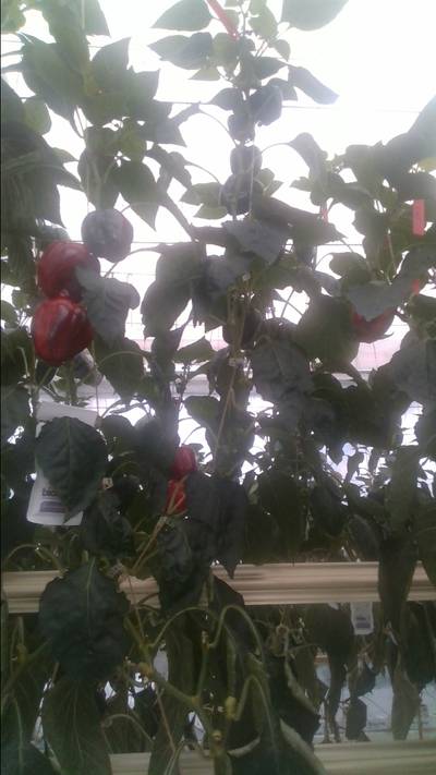 Sample image from BUP19