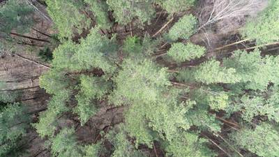 Sample image from LADD: Lacmus Drone Dataset