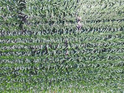 Sample image from Maize Tassel Detection