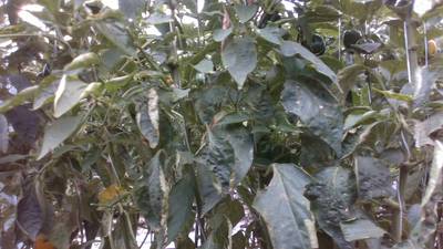 Sample image from Sweet Pepper