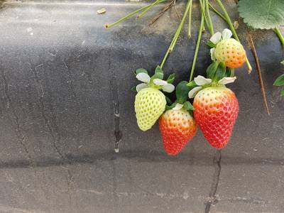 Sample image from StrawDI_Db1