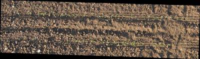 Sample image from Plant Detection and Counting