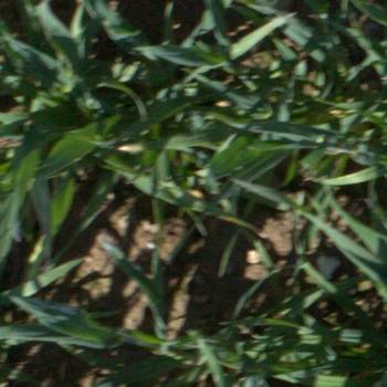 Sample image from EWS