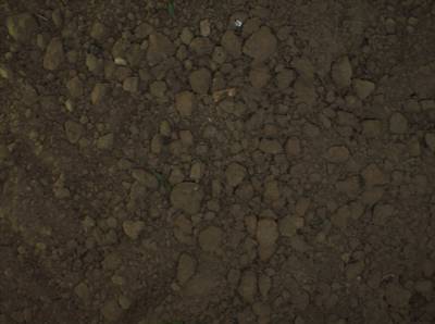 Sample image from Sugar Beets 2016