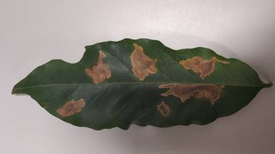 Sample image from Rust and Leaf Miner in Coffee Crop