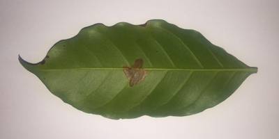 Sample image from Coffee Leaf Biotic Stress
