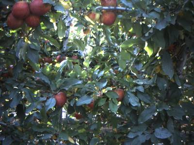 Sample image from Apple from Orchard Environment