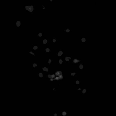 Sample image from Annotated Quantitative Phase Microscopy Cell