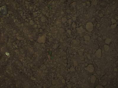 Sample image from Sugar Beets 2016